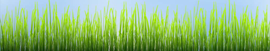 Growing Grass Web Slider copy