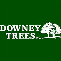 SWavATree Merges with Downey Trees